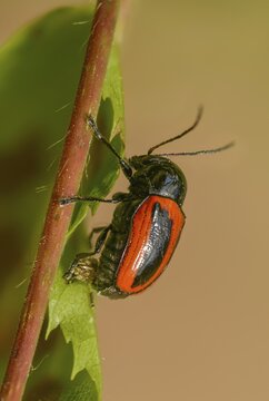 Cryptocephalus bipunctatus, drop beetle, two-spotted pot beetle, two-spotted drop beetle, beetle, coleoptera, high size, portrait format, insects, beetles