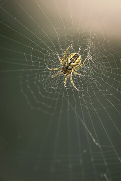 Arachnida, Cricket Bat Orb Weaver, Lined Orb Weaver, Mangora Acalypha, Arachnid, Striped Spider, High Size, Portrait, Spider