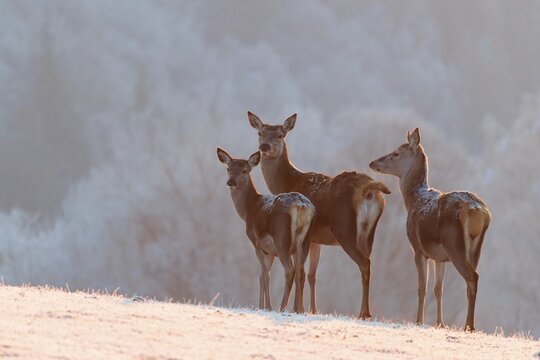 Three female red deer (Cervus elaphus) stand on a meadow covered in hoar frost in the faint light of a slightly misty winter's day. A forest covered in hoarfrost can be seen in the background