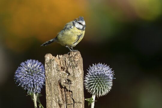 Blue tit (Cyanistes caeruleus) adult garden bird on a fence post with Globe thistle flowers in summer, England, United Kingdom