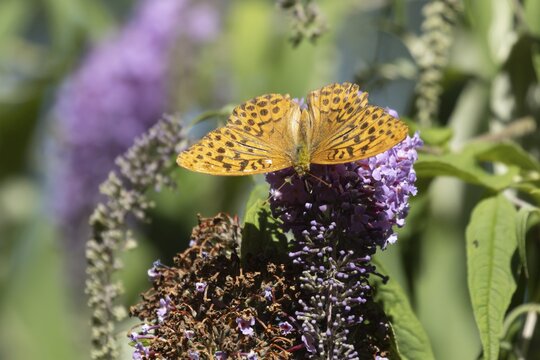 Silver-washed fritillary butterfly (Argynnis paphia) adult insect feeding on a garden Buddleja or buddleia flower in summer, RSPB Minsmere nature reserve, Suffolk, England, United Kingdom