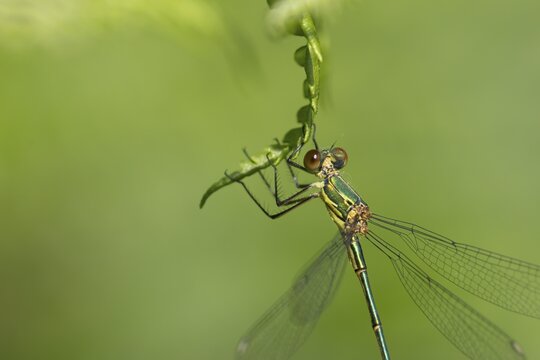 Emerald damselfly (Lestes sponsa) adult female insect resting on a Bracken leaf, Suffolk, England, United Kingdom