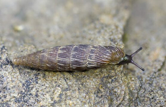 Bulbous sphincous snail, macrogastra ventricosa, sphincous snail, gastropod, mollusca, snails, molluscs