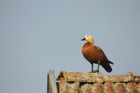 Ruddy shelduck (Tadorna ferruginea) male on the gable of a field barn, Allg&auml;u, Bavaria, Germany