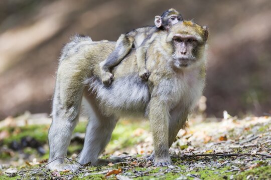 Barbary Macaque (Macaca sylvanus) adult female with young, 12 weeks, native to Morocco, captive, Rhineland-Palatinate, Germany