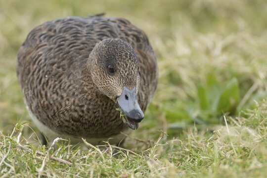 Eurasian wigeon (Mareca penelope) duck adult female bird feeding on grassland, England, United Kingdom