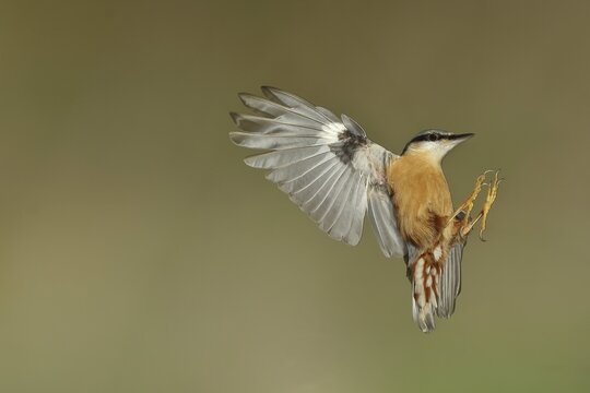 Eurasian nuthatch (Sitta europaea), in flight, lateral aerial view, Wilden, North Rhine-Westphalia, Germany