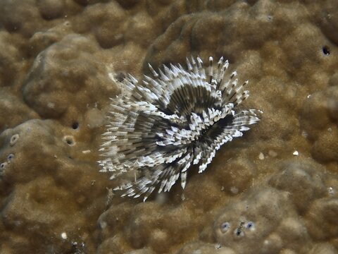 Indo-Pacific tubeworm (Sabellastarte spectabilis) on a stony coral, dive site Prapat, Penyapangan, Bali, Indonesia