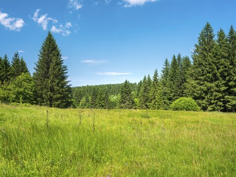 Natural, species-rich mountain meadow near Schmiedefeld in the Thuringian Forest, Gehlberg, Thuringia, Germany