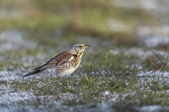 The juniper thrush (Turdus pilaris) likes to search for food on the ground, winter, snow, foraging, Germany
