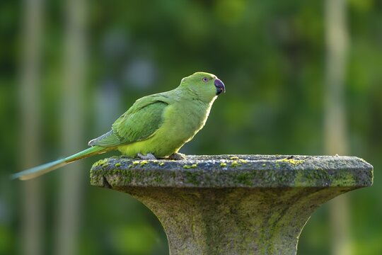Rose-ringed parakeet (Psittacula krameri) at a drinking trough, wildlife, Germany