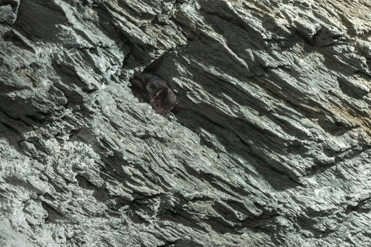 Barbastella Barbastellus, Barbastelle bat, pug bat, bat, chiroptera, bats, mammals, mammals, winter sleep, hibernation