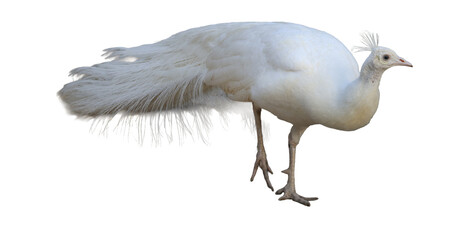 White peacock bird standing in profile showing long feather tail plumage and crest PNG isolated on transparent background © Aerials Wind