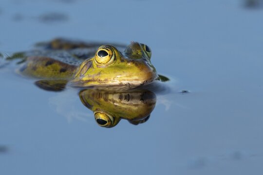 Green frog (Pelophylax kl. esculentus) ("Pelophylax esculentus" or "Rana esculenta"), water frog, mating, pond, ditch, moor, D&uuml;mmer See, Lembruch, Lower Saxony, Germany
