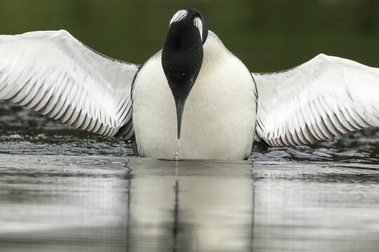 Common loon. (Gavia) immer. A loon lands on a lake with outstretched wings