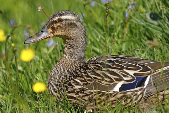 Mallard (Anas platyrhynchos), female sitting in flowering meadow, Schleswig-Holstein, Germany