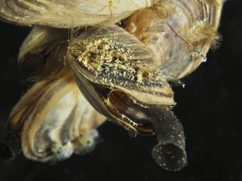Detailed view of a quagga mussel (Dreissena rostriformis bugensis), invasive species, with visible filter organ in close-up, dive site Wildsau, Berlingen, Lake Constance, Switzerland, Germany