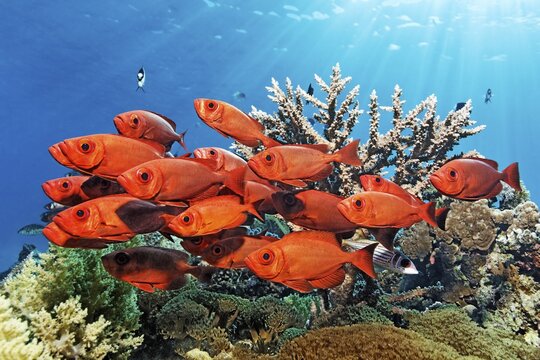 Shoal of reef bigeye perch (Priacanthus hamrur) in red, red colouring, colouring, colour, swimming over coral reef, Red Sea, Makadi Bay, Port Safaga, Egypt