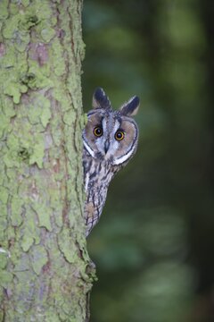 Long eared owl (Asio otus) adult bird looking around a pine tree trunk, England, United Kingdom