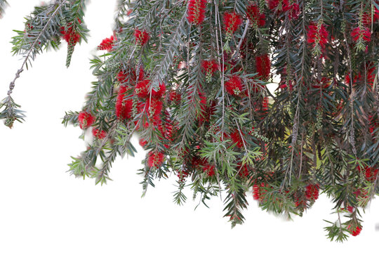 Bottlebrush tree branches featuring vibrant red blossoms and silver-green needle leaves in bright natural lighting PNG isolated on transparent background