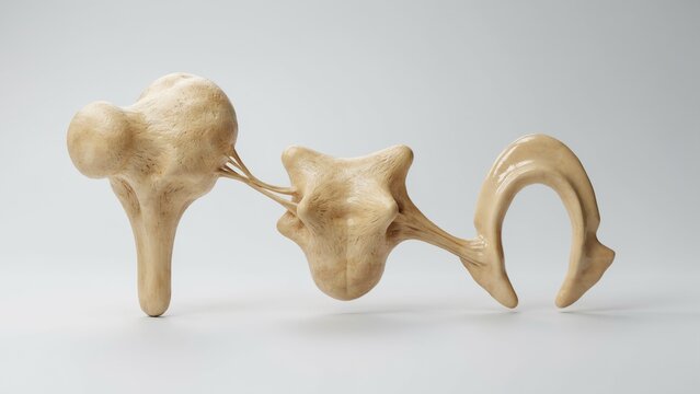 Human Ear Bone Structure, Anatomical Illustration, Detailed Bone Model. Medical Science Concept