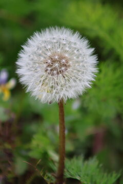 Photo of dandelion seed head
