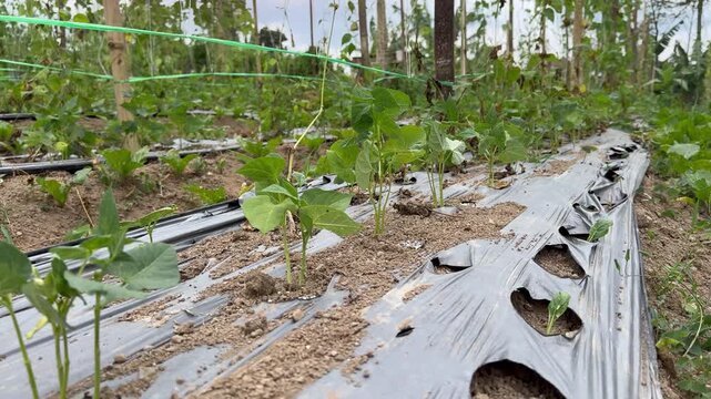 Young bean plants grow in rows