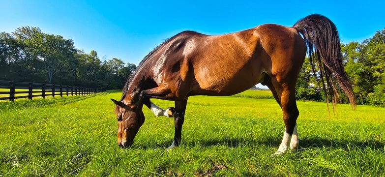 Chestnut horse scratching its head on green pasture at suburban farm

