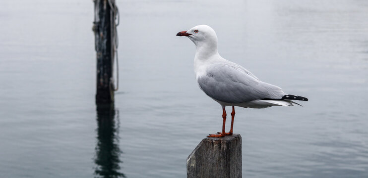 Seagull perched on a wooden post over calm grey water under an overcast sky.