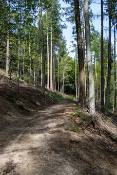 Forest Trail on Philosopher's Way