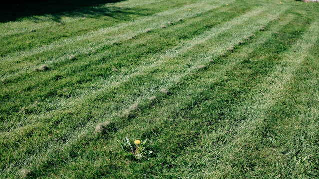 Freshly mown green grass lawn with neat parallel stripes from a mower landscaping botanical sunlight daylight countryside environment ecosystem backdrop