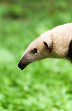 Close-up side profile of an anteater with a long snout on a green background