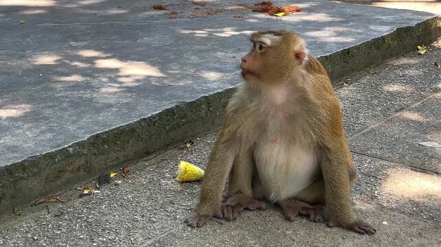 A female southern pig-tailed macaque chews on a piece of corn while sitting on a path at a public park in Phuket, Thailand.