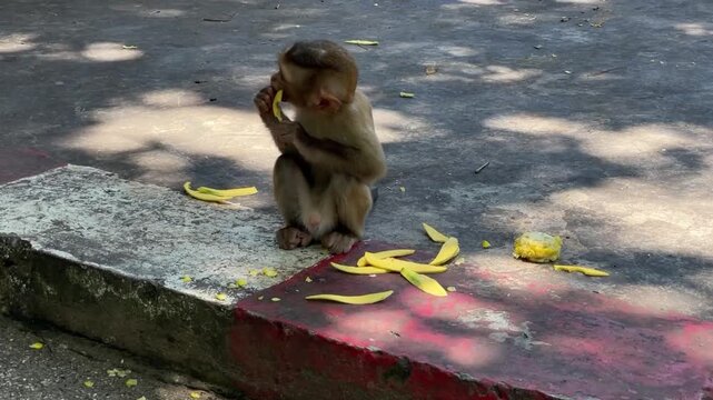 A young male southern pig-tailed macaque sits on a concrete curb eating pieces of sliced ​​mango at a public park in Phuket, Thailand.