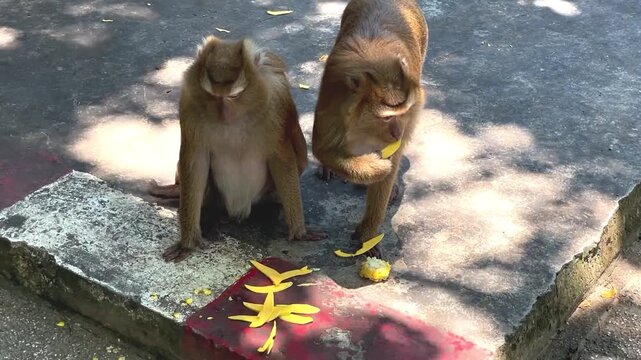 Two southern pig-tailed macaques are near food scraps in a public park in Phuket, Thailand. One macaque approaches, takes the food, and eats, after which one of them leaves.