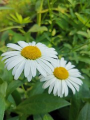 Obraz premium Summer landscape with large daisies on a background of leaves.