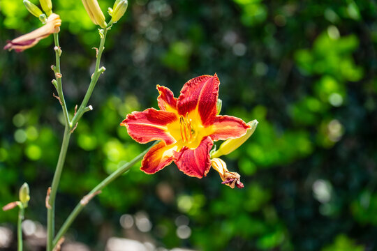 Red and yellow daylily flower blooming in a garden