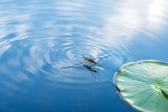 Water strider insect on calm blue water with lily pad, nature and aquatic ecosystem concept