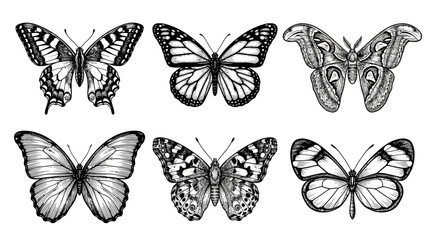 Butterflies in monochrome hand-drawn engraving style are arranged in a neat grid of six detailed specimens isolated on a solid white background. © dststudio