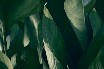 Pattern of leaves or green plants with close-up distance for natural background and wallpaper concept © Sirapob