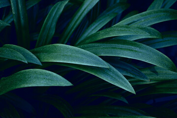 Pattern of leaves or green plants with close-up distance for natural background and wallpaper concept © Sirapob