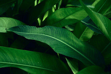 Pattern of leaves or green plants with close-up distance for natural background and wallpaper concept © Sirapob