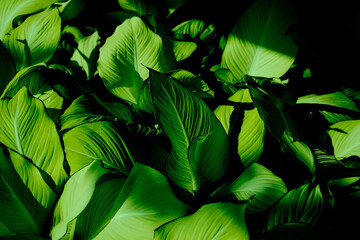Tropical leaves, abstract dark green leaves texture, nature background and wallpaper concept © Sirapob