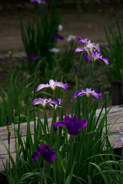 Japanese Iris　花菖蒲