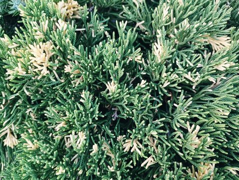 Close-up of Chinese juniper branches with dense green needles and variegated cream-white tips, natural evergreen texture background for landscaping design.