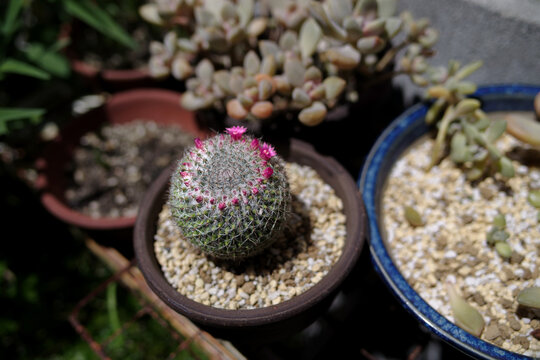小さな花の咲いた鉢植えのサボテン