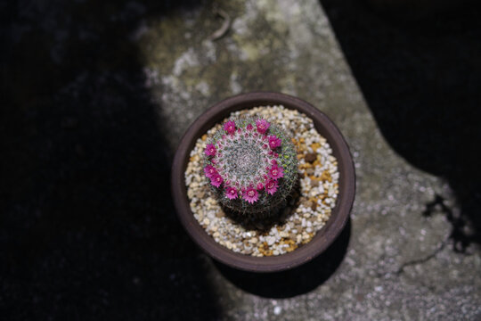 小さな花の咲いた鉢植えのサボテン