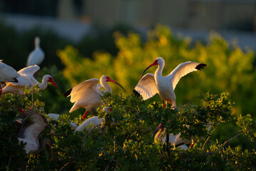 American white ibis on top of tree with beautiful sunset light