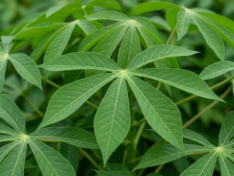 Close up of fresh green cassava plant leaves in natural light.