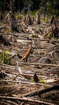 A small red fox jumping in a deforested tropical landscape with debris, ideal for environmental awareness, wildlife conservation and ecology